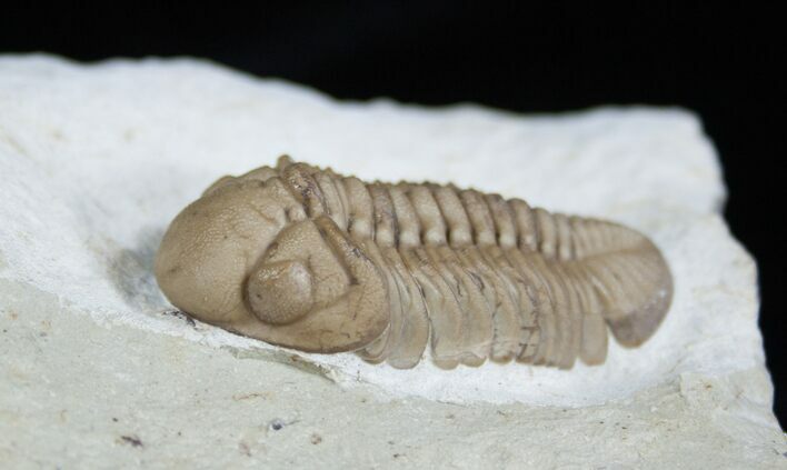 Awesome Prone Lochovella (Reedops) Trilobite #1891